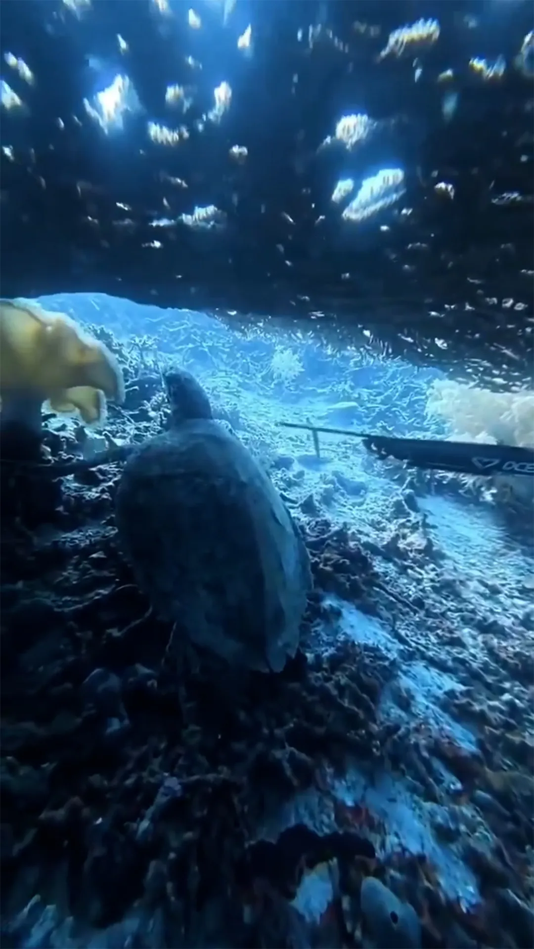 Instruktur freediving asal China ditangkap usai panah dan makan penyu di Raja Ampat