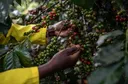 Kenya : des solutions abordables pour protéger les caféiculteurs