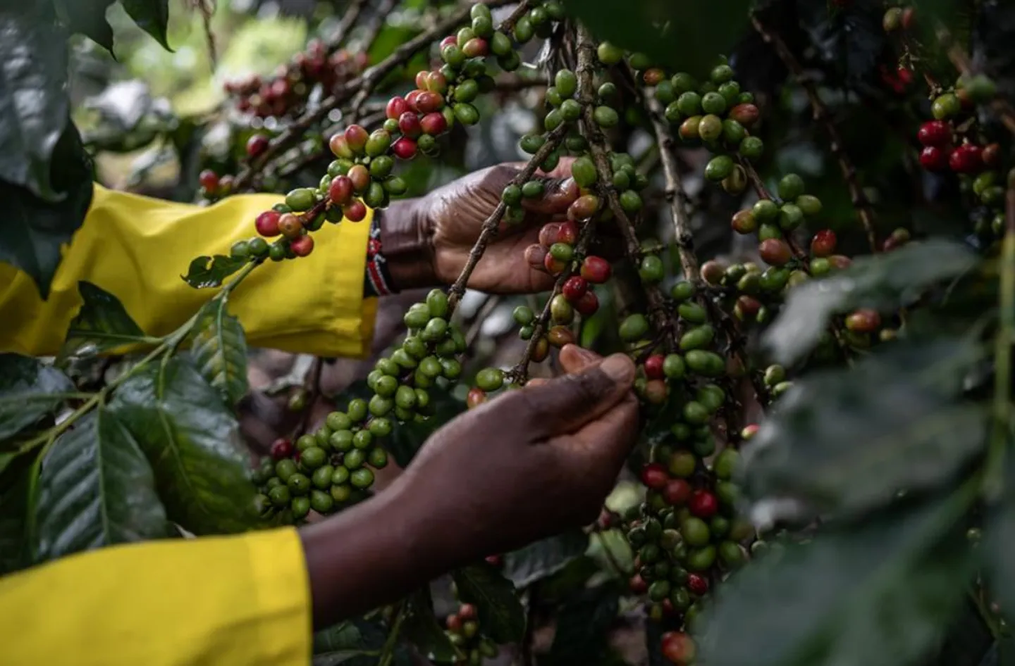 Kenya : des solutions abordables pour protéger les caféiculteurs