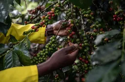 Kenya : des solutions abordables pour protéger les caféiculteurs