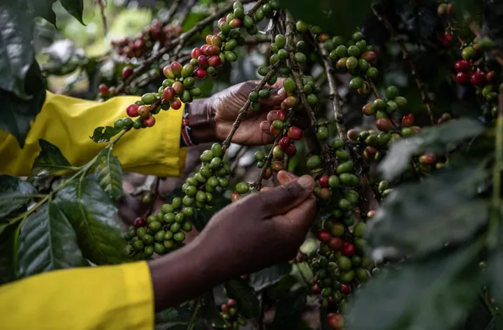 Kenya : des solutions abordables pour protéger les caféiculteurs