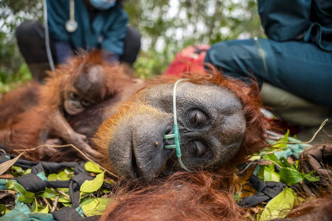 IUCN: Kebakaran hutan mengancam orangutan Kalimantan
