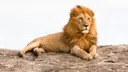 Ten lions found dead at Tanzania wildlife reserve
