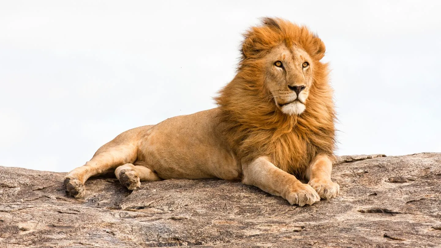 Ten lions found dead at Tanzania wildlife reserve