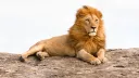 Simba kumi wakutwa wamekufa katika hifadhi ya Ngorongoro nchini Tanzania
