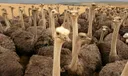 Animal rights group decries live-plucking of South African ostriches for fashion
