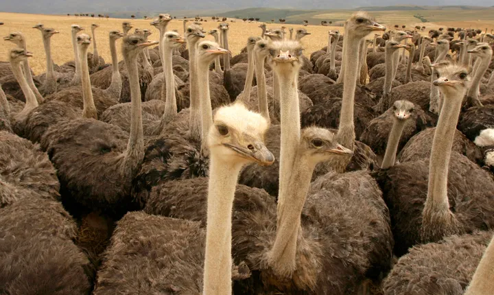 Animal rights group decries live-plucking of South African ostriches for fashion