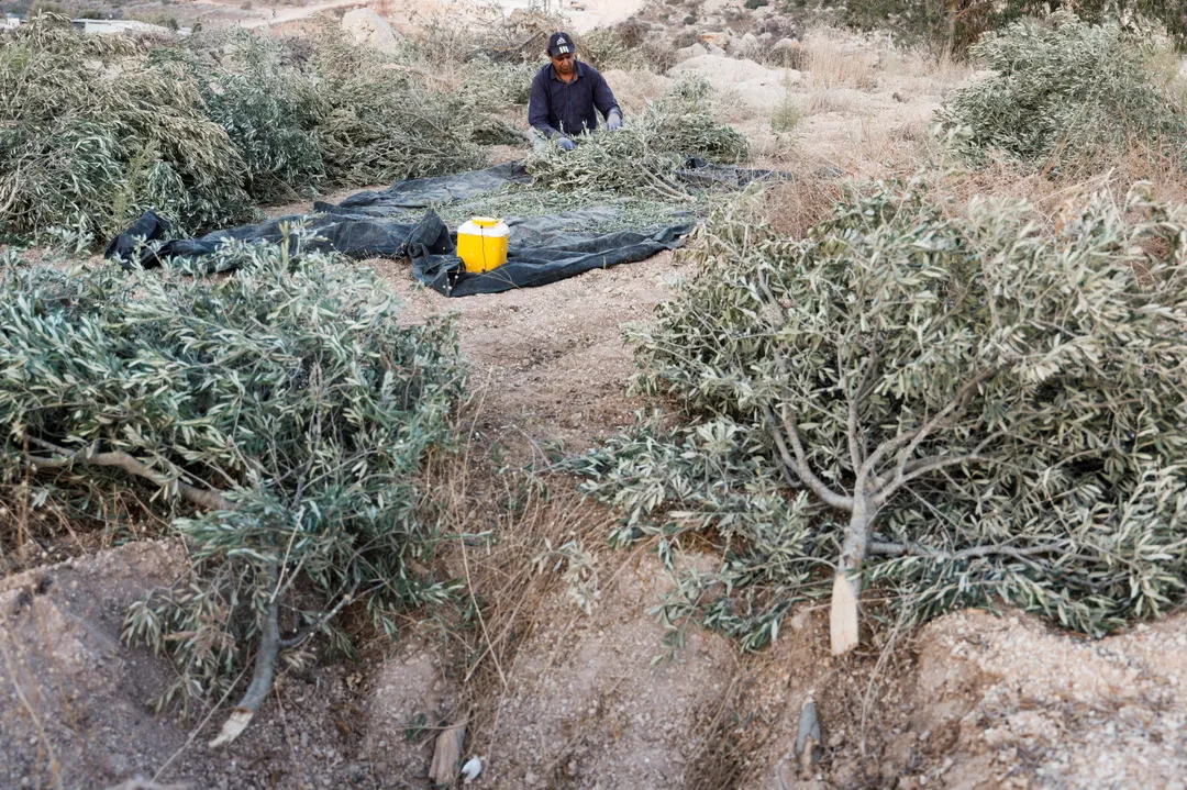 Israeli bulldozers uproot Palestinian olive trees ahead of annual harvest
