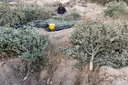 Israeli bulldozers uproot Palestinian olive trees ahead of annual harvest