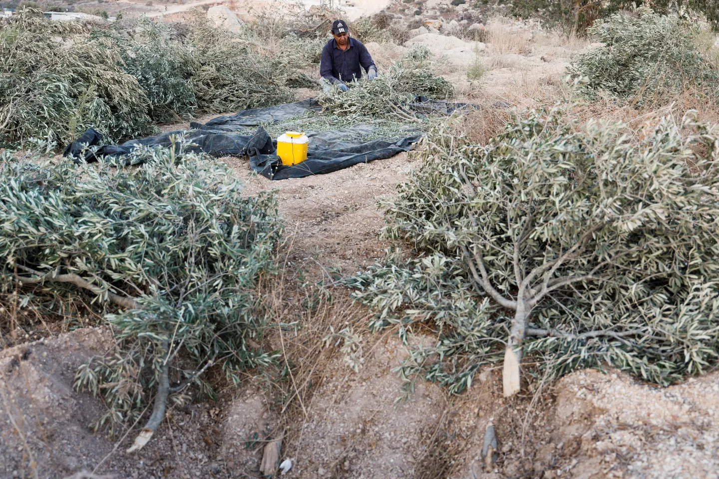 Israeli bulldozers uproot Palestinian olive trees ahead of annual harvest