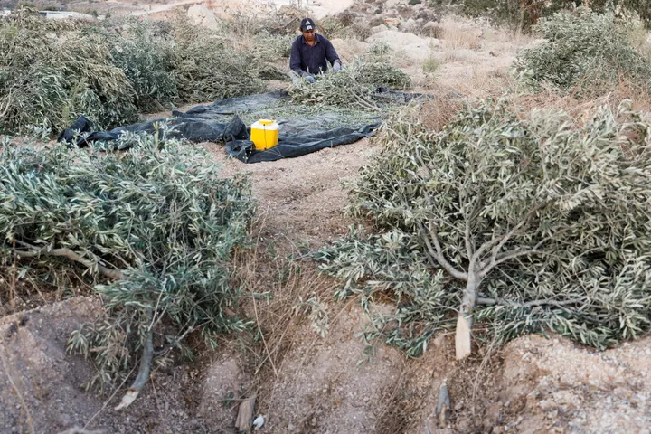 Israeli bulldozers uproot Palestinian olive trees ahead of annual harvest