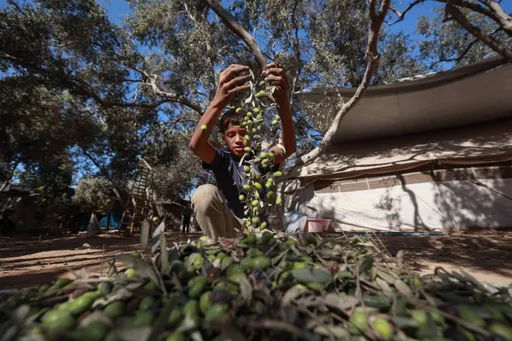Israel arrasa los olivares de Gaza mientras sus ataques dejan más palestinos muertos