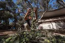 Israel arrasa los olivares de Gaza mientras sus ataques dejan más palestinos muertos