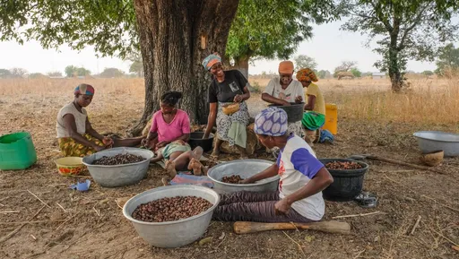 Who really profits from shea? Ghana's workers are changing the answer