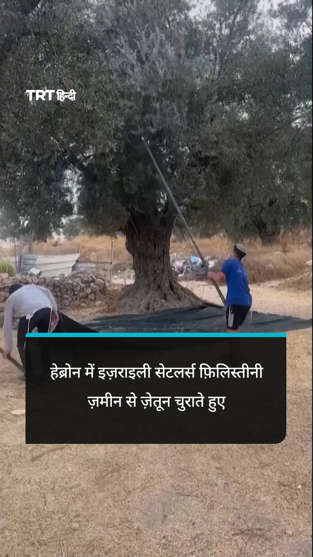 हेब्रोन में इज़राइली सेटलर्स फ़िलिस्तीनी ज़मीन से ज़ेतून चुराते हुए