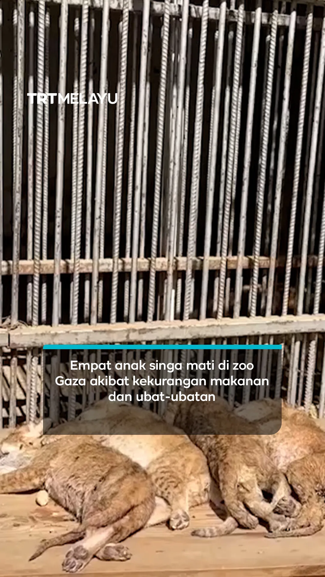 Empat anak singa mati di zoo Gaza akibat kekurangan makanan dan ubat-ubatan
