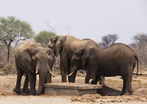 Botswana draws criticism over killing of 23 elephants for independence celebrations
