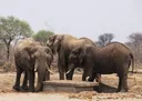 Botswana draws criticism over killing of 23 elephants for independence celebrations