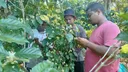 Can biotechnology help revive Madagascar’s coffee industry?