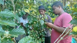 Can biotechnology help revive Madagascar’s coffee industry?
