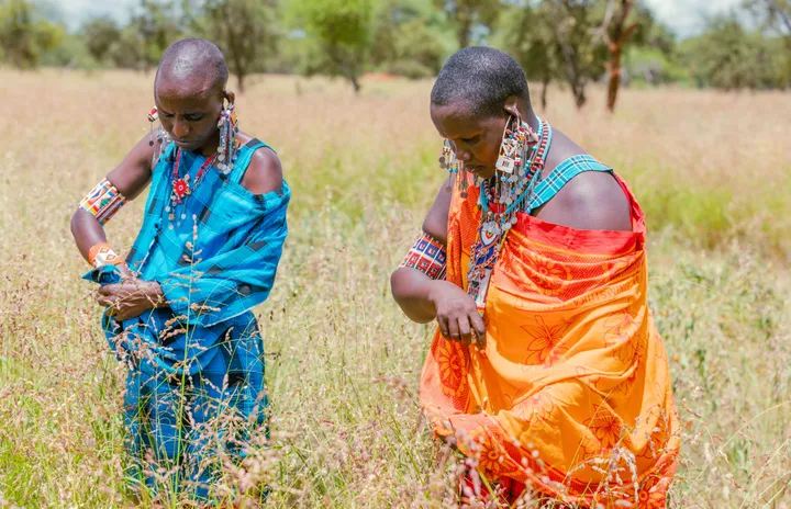 Field to fortune: Kenya’s Kajiado hay revolution takes root