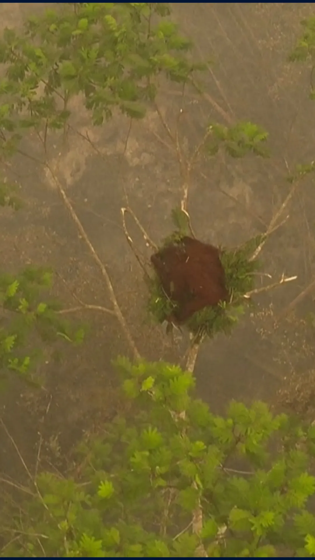 Kisah Novita, orangutan korban karhutla di Kalimantan yang berjuang pulih