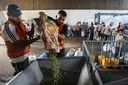 In pictures: Gaza's olive harvest shrinks as war damage, Israeli access restrictions hit farmers