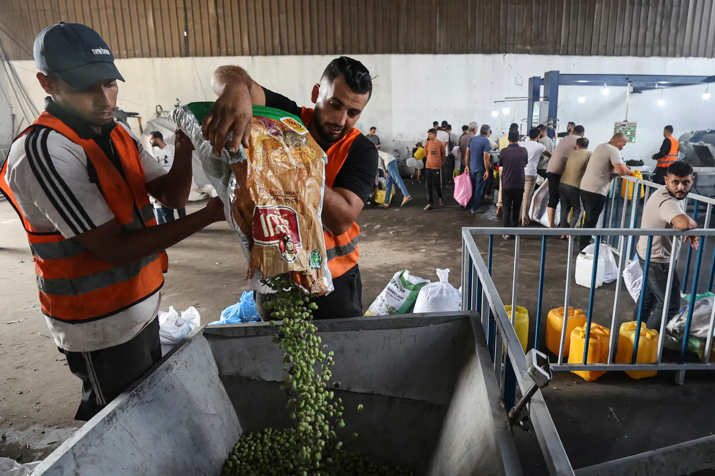 In pictures: Gaza's olive harvest shrinks as war damage, Israeli access restrictions hit farmers