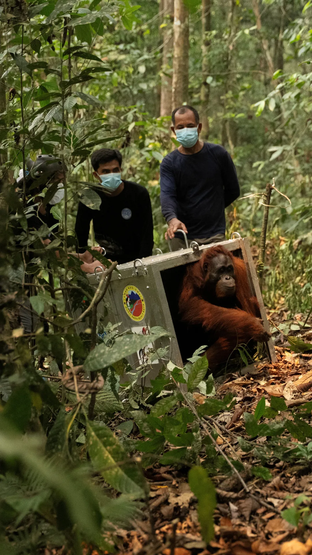 Delapan orangutan dievakuasi dari kebakaran hutan yang mengancam habitat di Kalimantan Barat