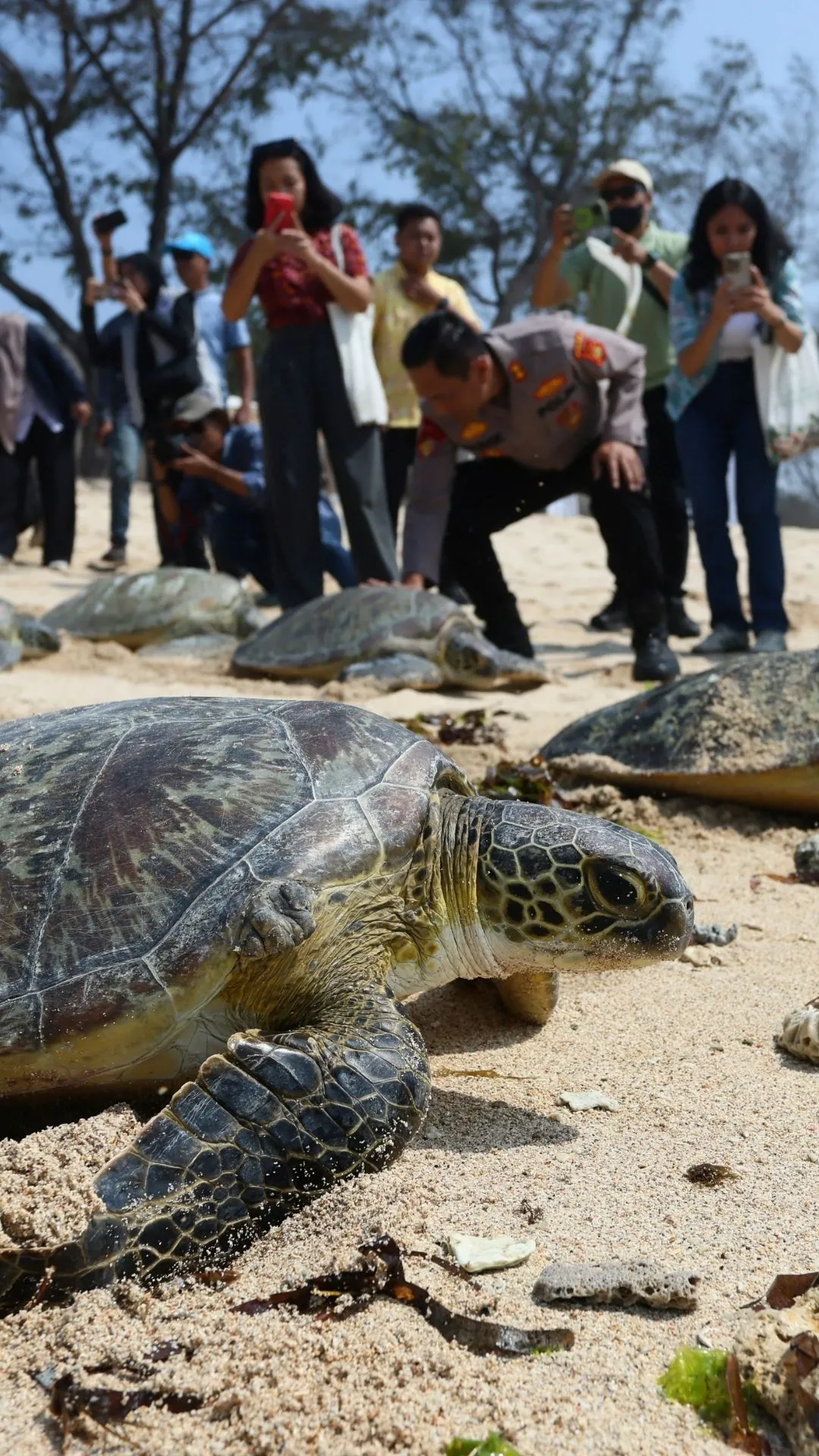 20 penyu hijau yang diselamatkan dari dugaan penyelundupan dikembalikan ke laut