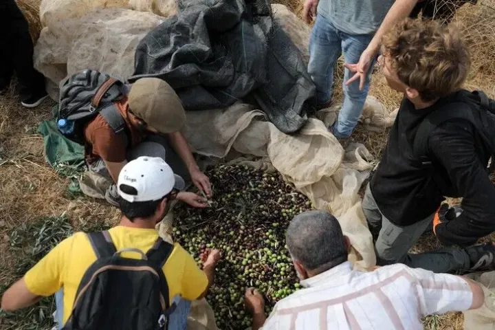 Ushtria izraelite konfiskon ullinj të palestinezëve, intensifikohen sulmet në Bregun Perëndimor