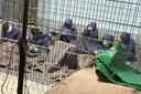 Israeli guards shoot Palestinian prisoners with rubber bullets, causing severe wounds