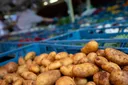 Miese Kartoffelernte lässt Preise steigen