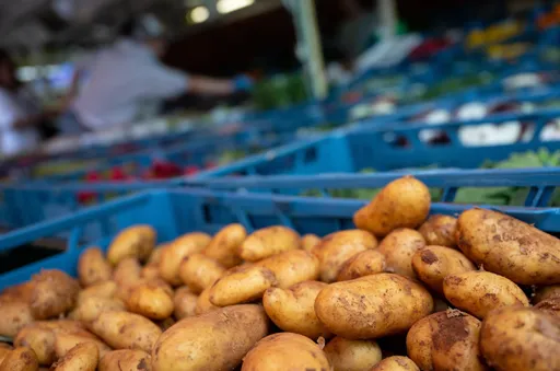 Miese Kartoffelernte lässt Preise steigen