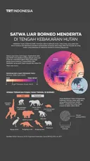 Satwa liar Borneo menderita di tengah kebakaran hutan