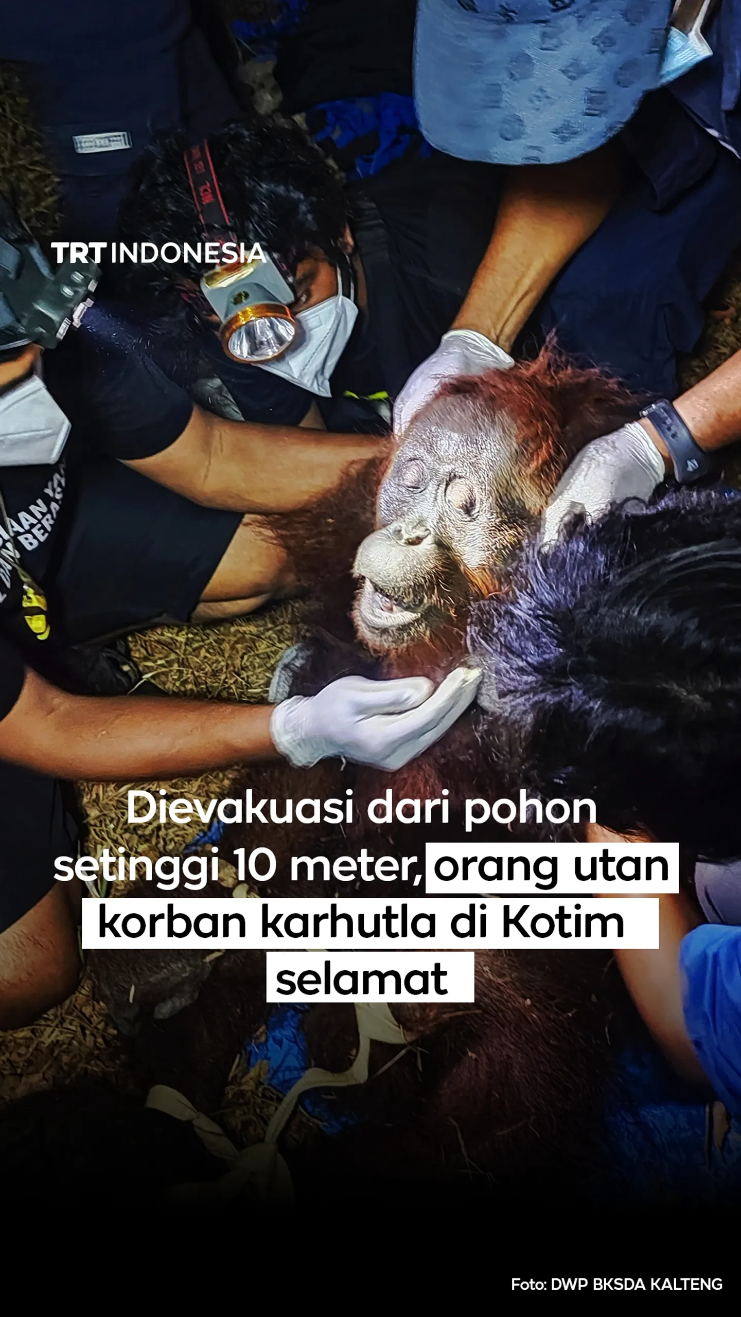 Dievakuasi dari pohon setinggi 10 meter, orang utan korban karhutla di Kotim selamat