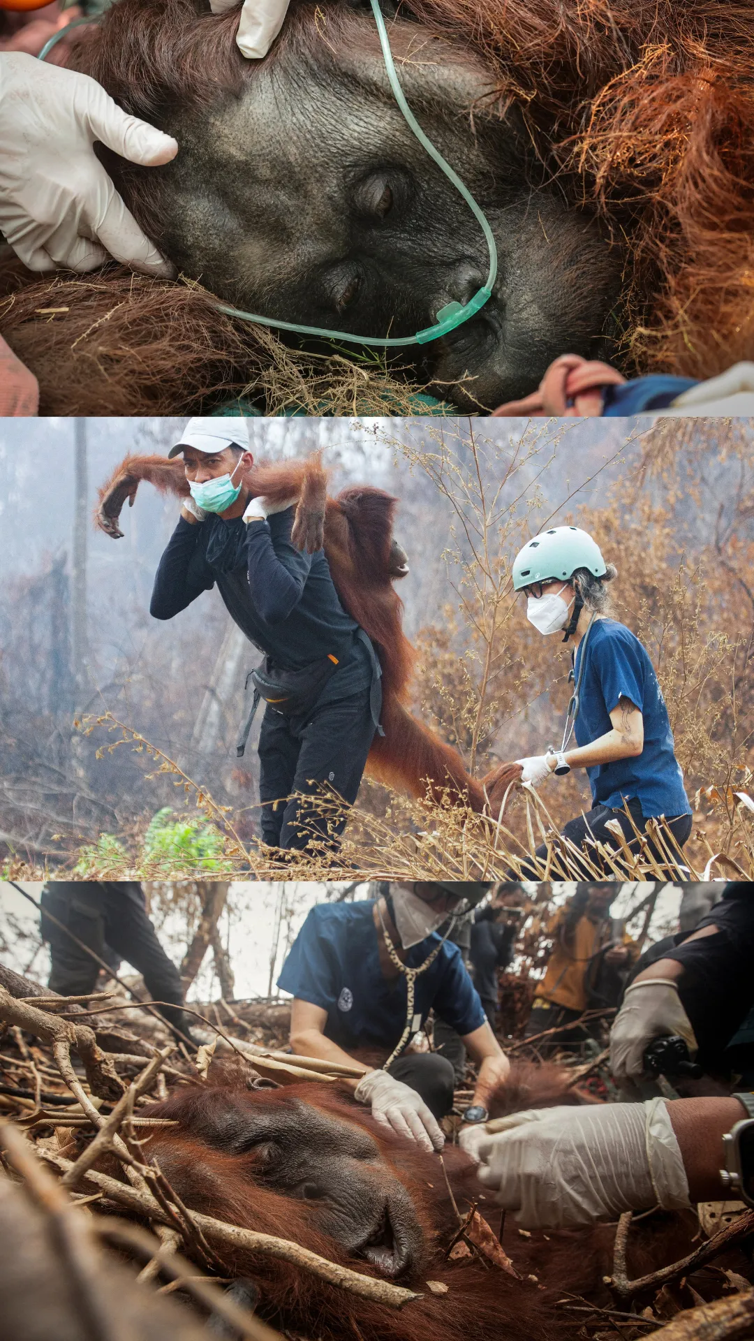 Karhutla di Kalimantan meluas, pusat rehabilitasi YIARI selamatkan 49 orangutan Sejak Agustus