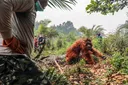 In pictures: Orangutans rescued from Indonesia blazes as species faces extinction