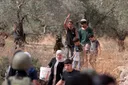 'Permissible, virtuous': Israeli rabbi issues ruling allowing seizure of Palestinian olives