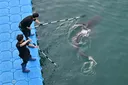 Hai aus Kanal in Südkorea getrieben