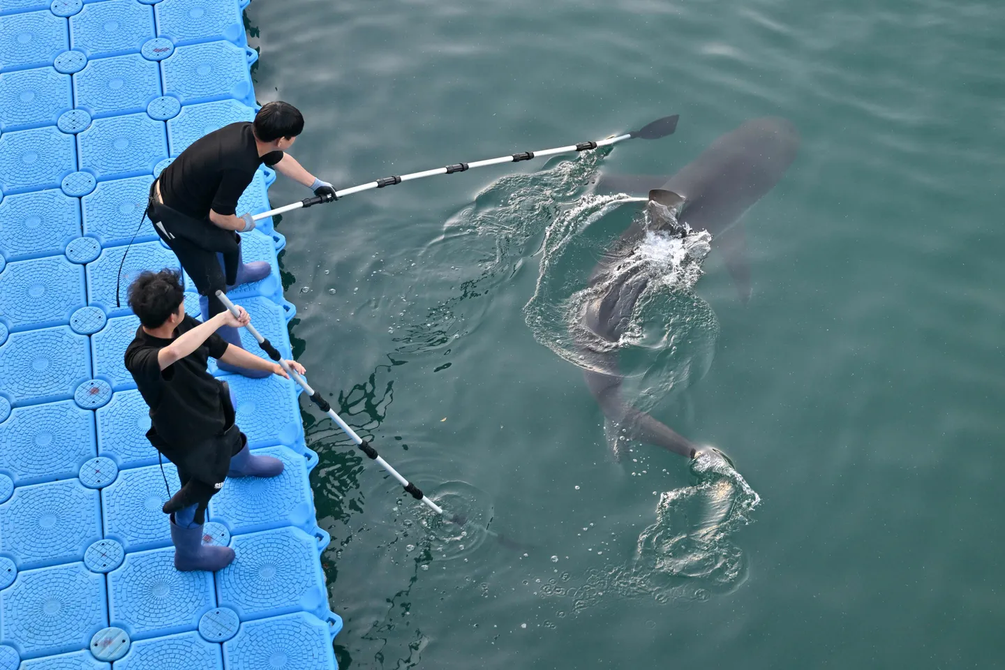 Hai aus Kanal in Südkorea getrieben