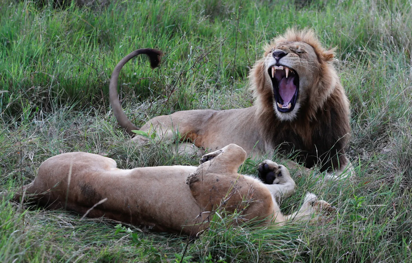 Kenya seals $160 million conservation deal backed by US billionaire heirs