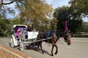 New Yorker Stadtrat: Aus für Pferdekutschen im Central Park