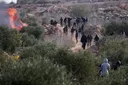 Израильские поселенцы массово крадут урожай палестинцев на Западном берегу