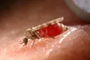 ВОЗ расследует первую смерть от вируса Шамонда