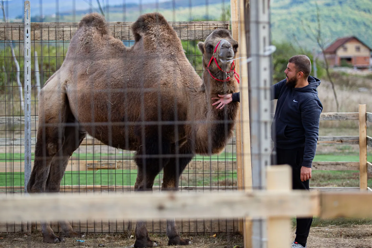 BiH: Dvogrba kamila Edo nova atrakcija Zoo vrta Bambi u Sarajevu