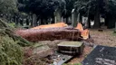 Harde wind zorgt voor chaos en sterfgeval: vluchten geschrapt, treinen stilgelegd en bomen op wegen