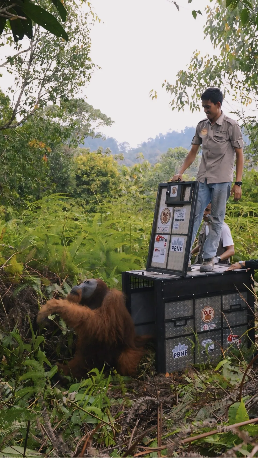 Perdagangan satwa eksotis meluas, orangutan dan Owa dari Asia Tenggara diburu kolektor India