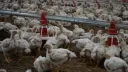 Хонг Конг го суспендира увозот на производи од живина од делови на Данска и САД