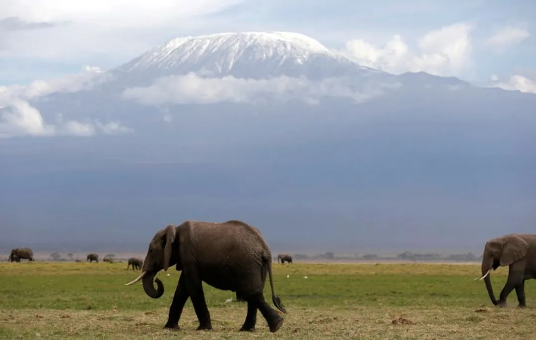 Kenya says 15 elephants died of poisoning after eating tomatoes
